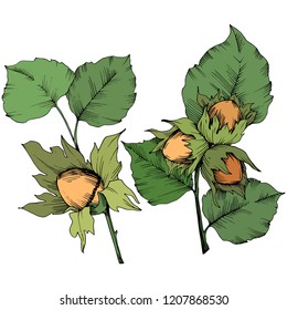 Vector autumn plant hazel nut. Leaf plant botanical garden floral foliage. Isolated illustration element. Vector leaf for background, texture, wrapper pattern, frame or border.