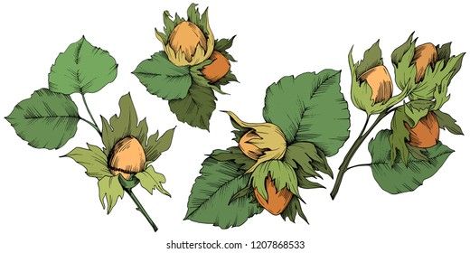 Vector autumn plant hazel nut. Leaf plant botanical garden floral foliage. Isolated illustration element. Vector leaf for background, texture, wrapper pattern, frame or border.