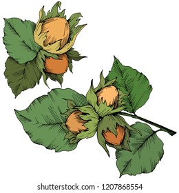 Vector autumn plant hazel nut. Leaf plant botanical garden floral foliage. Isolated illustration element. Vector leaf for background, texture, wrapper pattern, frame or border.