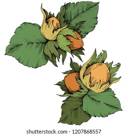 Vector autumn plant hazel nut. Leaf plant botanical garden floral foliage. Isolated illustration element. Vector leaf for background, texture, wrapper pattern, frame or border.