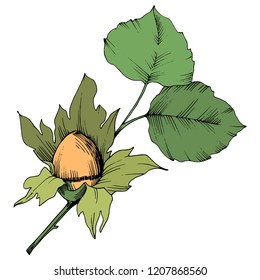 Vector autumn plant hazel nut. Leaf plant botanical garden floral foliage. Isolated illustration element. Vector leaf for background, texture, wrapper pattern, frame or border.