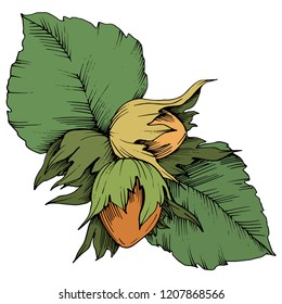 Vector autumn plant hazel nut. Leaf plant botanical garden floral foliage. Isolated illustration element. Vector leaf for background, texture, wrapper pattern, frame or border.