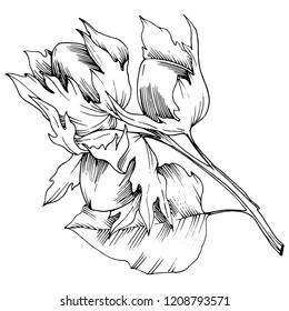 Vector autumn plant hazel nut. Leaf plant botanical garden floral foliage. Isolated illustration element. Vector leaf for background, texture, wrapper pattern, frame or border.