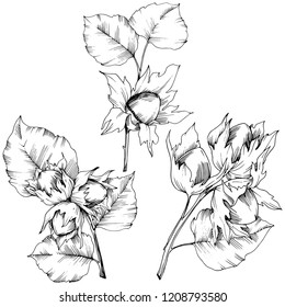 Vector autumn plant hazel nut. Leaf plant botanical garden floral foliage. Isolated illustration element. Vector leaf for background, texture, wrapper pattern, frame or border.