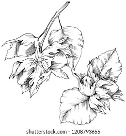 Vector autumn plant hazel nut. Leaf plant botanical garden floral foliage. Isolated illustration element. Vector leaf for background, texture, wrapper pattern, frame or border.