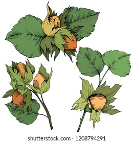 Vector autumn plant hazel nut. Leaf plant botanical garden floral foliage. Isolated illustration element. Vector leaf for background, texture, wrapper pattern, frame or border.