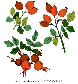 Vector autumn red rose hip plant. Plant botanical garden floral foliage. Isolated illustration element. Vector leaf for background, texture, wrapper pattern, frame or border.