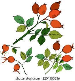 Vector autumn red rose hip plant. Plant botanical garden floral foliage. Isolated illustration element. Vector leaf for background, texture, wrapper pattern, frame or border.