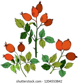 Vector autumn red rose hip plant. Plant botanical garden floral foliage. Isolated illustration element. Vector leaf for background, texture, wrapper pattern, frame or border.