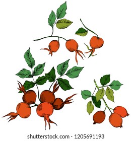 Vector autumn red rose hip plant. Plant botanical garden floral foliage. Isolated illustration element. Vector leaf for background, texture, wrapper pattern, frame or border.