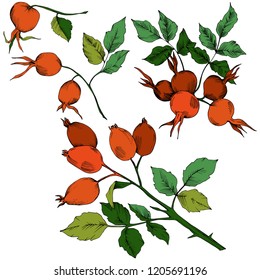 Vector autumn red rose hip plant. Plant botanical garden floral foliage. Isolated illustration element. Vector leaf for background, texture, wrapper pattern, frame or border.
