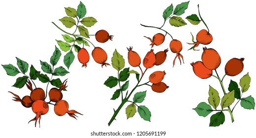 Vector de la planta de cadera rosa roja de otoño. Planta vegetal de jardín botánico follaje floral. Elemento de ilustración aislado. Hoja vectorial para fondo, textura, patrón envolvente, marco o borde.