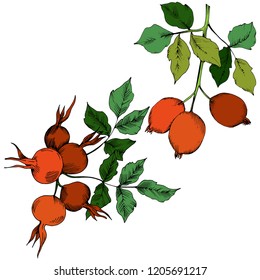 Vector de la planta de cadera rosa roja de otoño. Planta vegetal de jardín botánico follaje floral. Elemento de ilustración aislado. Hoja vectorial para fondo, textura, patrón envolvente, marco o borde.