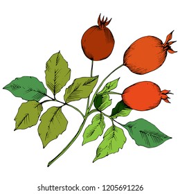 Vector de la planta de cadera rosa roja de otoño. Planta vegetal de jardín botánico follaje floral. Elemento de ilustración aislado. Hoja vectorial para fondo, textura, patrón envolvente, marco o borde.