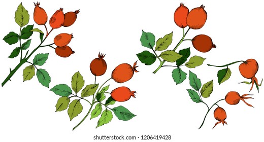 Vector autumn red rose hip plant. Plant botanical garden floral foliage. Isolated illustration element. Vector leaf for background, texture, wrapper pattern, frame or border.