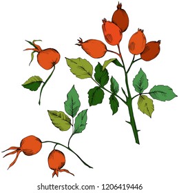 Vector autumn red rose hip plant. Plant botanical garden floral foliage. Isolated illustration element. Vector leaf for background, texture, wrapper pattern, frame or border.