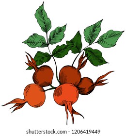 Vector autumn red rose hip plant. Plant botanical garden floral foliage. Isolated illustration element. Vector leaf for background, texture, wrapper pattern, frame or border.