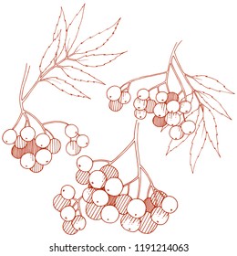 Vector autumn red sorbus plant. Berry plant botanical garden floral foliage. Isolated illustration element. Isolated illustration element. Vector plant for background, texture, frame or border.