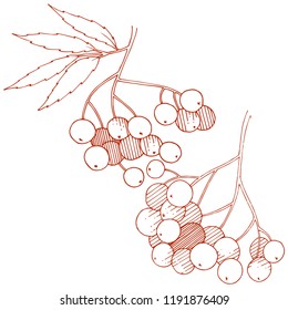 Vector autumn red sorbus plant. Berry plant botanical garden floral foliage. Isolated illustration element. Isolated illustration element. Vector plant for background, texture, frame or border.