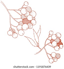 Vector autumn red sorbus plant. Berry plant botanical garden floral foliage. Isolated illustration element. Isolated illustration element. Vector plant for background, texture, frame or border.