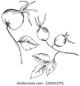 Vector autumn rose hip plant. Plant botanical garden floral foliage. Isolated illustration element. Vector leaf for background, texture, wrapper pattern, frame or border.