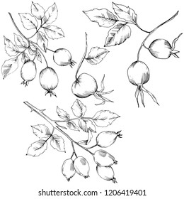 Vector autumn rose hip plant. Plant botanical garden floral foliage. Isolated illustration element. Vector leaf for background, texture, wrapper pattern, frame or border.