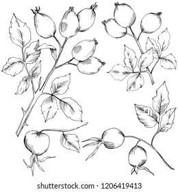 Vector autumn rose hip plant. Plant botanical garden floral foliage. Isolated illustration element. Vector leaf for background, texture, wrapper pattern, frame or border.