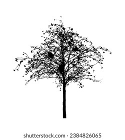 vector autumn rowan (Sorbus) tree silhouette isolated on white background