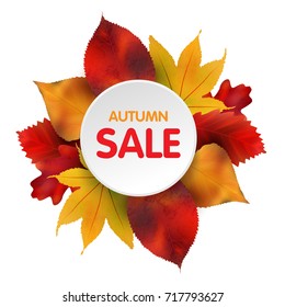 Vector autumn Sales Banner With Colorful Leaves. Vector leaf isolated on white background