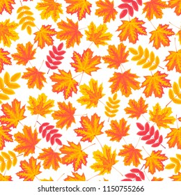 Vector autumn seamless pattern with yellow and red maple and rowan leaves isolated on the white background.