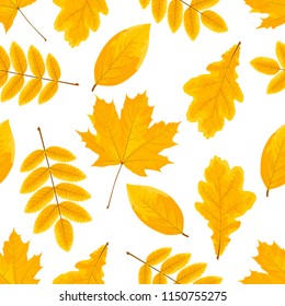 Vector autumn seamless pattern with yellow maple, pak, chokeberry and rowan leaves isolated on the white background.