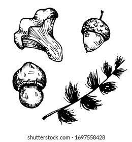 vector autumn set with icons of mushrooms, acorn and spruce branch. isolated on a white background. forest graphic elements.