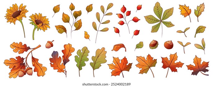 Vektorherbst-Illustrationssatz von Blättern, Beeren, Nüssen. Ahorn, Eichenblatt. Illustrationen für Design und Dekoration. Warmes Herbstkonzept.