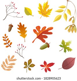 Vector autumn set of leaves. Seasonal yellow, red, burgundy leaves.