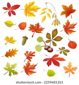 Vector autumn set of leaves. Seasonal yellow, red, burgundy leaves.