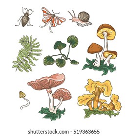 Vector autumn set of mushrooms, fern, plants and insects. Hand drawn elements isolated on the white background.