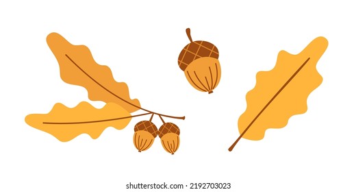 Vector autumn set with yellow oak leaves and acorns. Oak branch, leaf and acorn. Cute autumn collection. Fall.