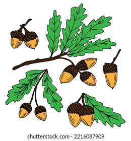 Vector autumn set with yellow oak leaves and acorns. Oak branch, leaf and acorn. Cute autumn collection. Fall.