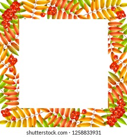 Vector autumn square frame, red yellow maple and mountain ash leaves, mountain ash, vector background