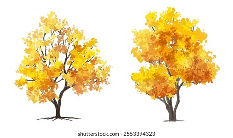 vector of autumn tree for landscape scene,watercolor plant for architecture drawing, environment and garden,botanical elements ,blooming tree in autumn 