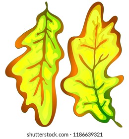 Vector autumn yellow oak leaves. Leaf plant botanical garden floral foliage. Isolated illustration element. Vector leaf for background, texture, wrapper pattern, frame or border.