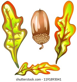 Vector autumn yellow oak leaves and acorn plant. Leaf plant botanical garden floral foliage. Isolated illustration element. Vector leaf for background, texture, wrapper pattern, frame or border.