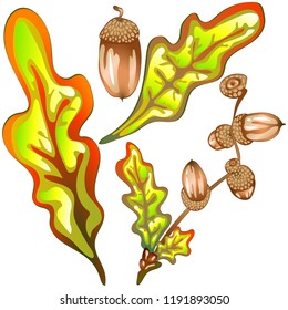 Vector autumn yellow oak leaves and acorn plant. Leaf plant botanical garden floral foliage. Isolated illustration element. Vector leaf for background, texture, wrapper pattern, frame or border.