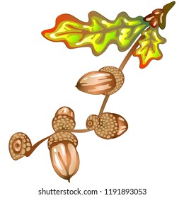 Vector autumn yellow oak leaves and acorn plant. Leaf plant botanical garden floral foliage. Isolated illustration element. Vector leaf for background, texture, wrapper pattern, frame or border.