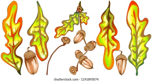 Vector autumn yellow oak leaves and acorn plant. Leaf plant botanical garden floral foliage. Isolated illustration element. Vector leaf for background, texture, wrapper pattern, frame or border.