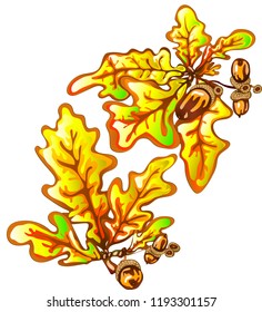 Vector autumn yellow oak leaves and acorn plant. Leaf plant botanical garden floral foliage. Isolated illustration element. Vector leaf for background, texture, wrapper pattern, frame or border.