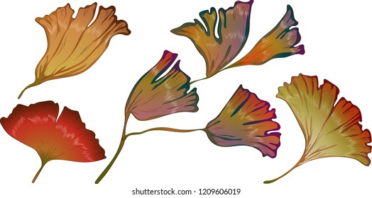 Vector autumn yellow and red ginkgo leaves. Leaf plant botanical garden floral foliage. Isolated illustration element. Vector leaf for background, texture, wrapper pattern, frame or border.
