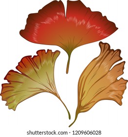 Vector autumn yellow and red ginkgo leaves. Leaf plant botanical garden floral foliage. Isolated illustration element. Vector leaf for background, texture, wrapper pattern, frame or border.