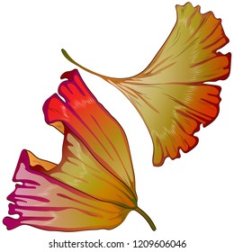 Vector autumn yellow and red ginkgo leaves. Leaf plant botanical garden floral foliage. Isolated illustration element. Vector leaf for background, texture, wrapper pattern, frame or border.