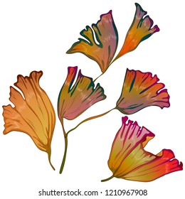 Vector autumn yellow and red ginkgo leaves. Leaf plant botanical garden floral foliage. Isolated illustration element. Vector leaf for background, texture, wrapper pattern, frame or border.